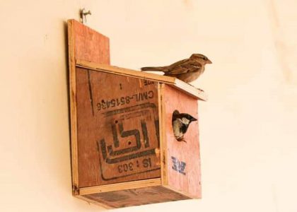 Sparrow nest box