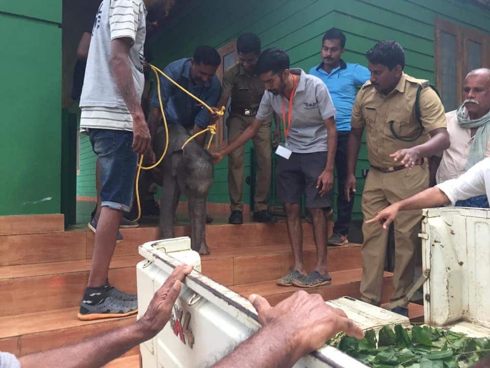 Elephant Rescue Animal Warriors