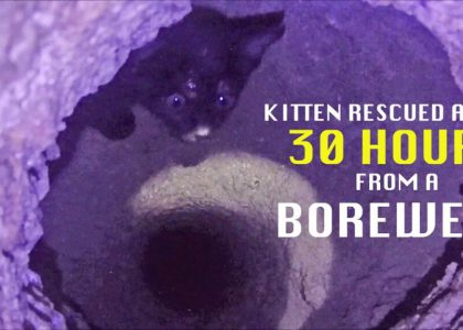 Kitten Rescue from well