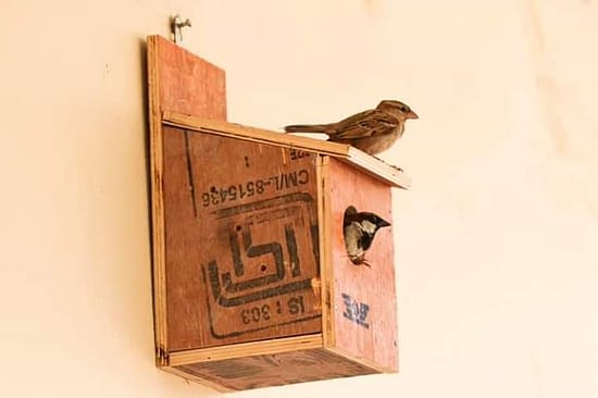 Sparrow Conservation