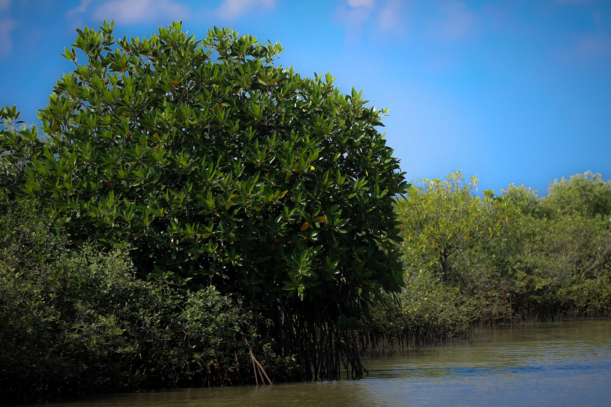 Mangrove Restoration