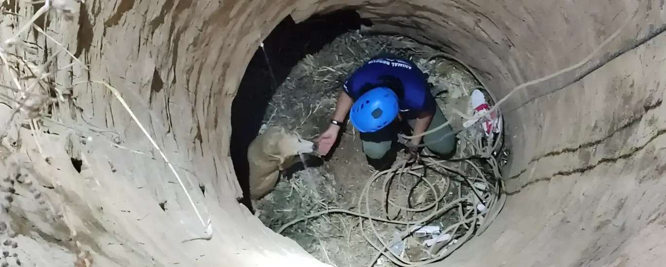 Animal Warriors Tactical Rescues