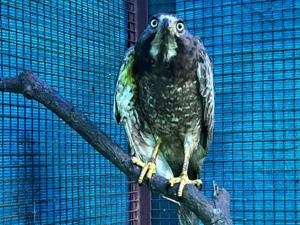 Bird Rescue Center