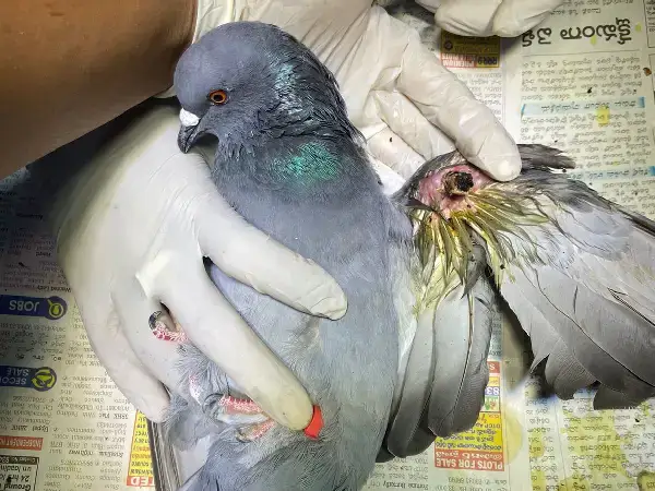 Bird Rescue Center