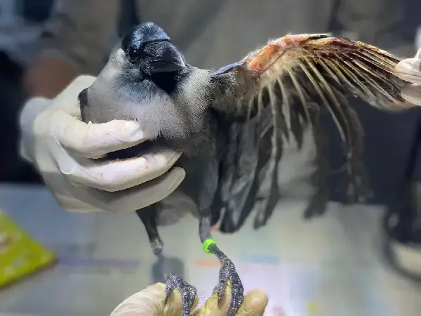 Bird Rescue Center