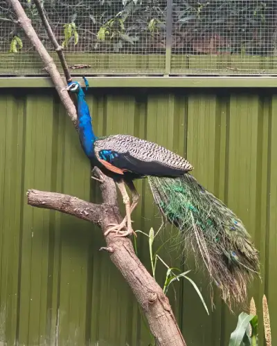 Bird Rescue Center
