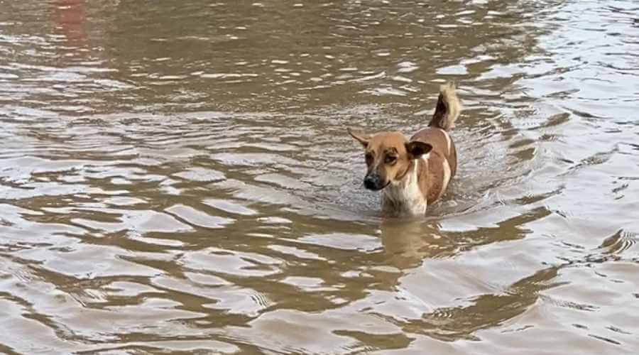 dog in flood