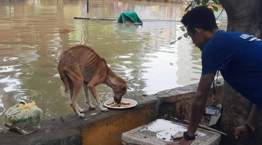 saving animals from floods 