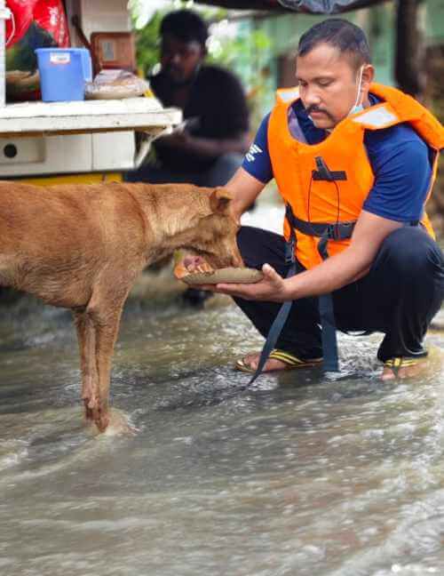 saving animals from floods